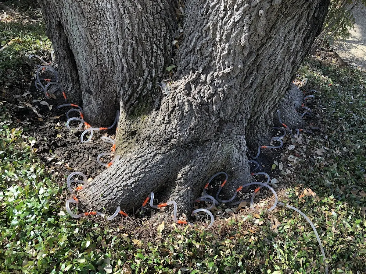 Detailed Shrub and Hedge Trimming job site in Chambers