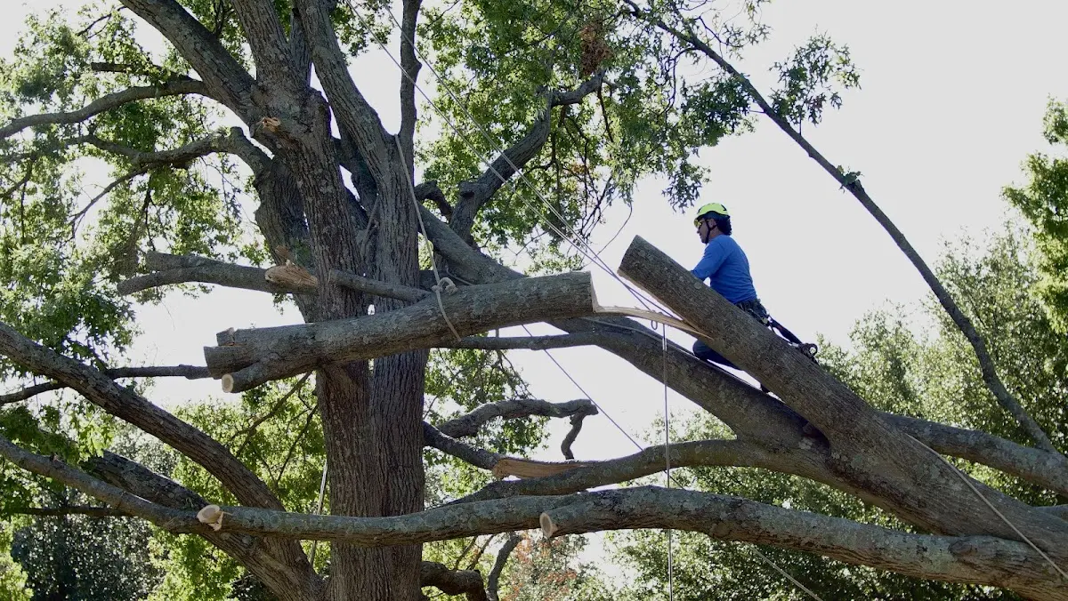 Professional Crown Thinning performed by certified arborists in Chambers