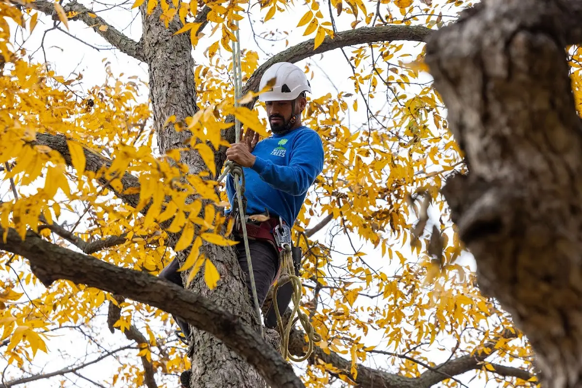 Skilled Tree Planing crew working in Chambers
